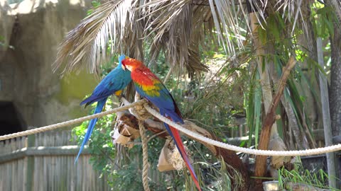 CatTV: Take your Cat to the Santa Barbara Zoo