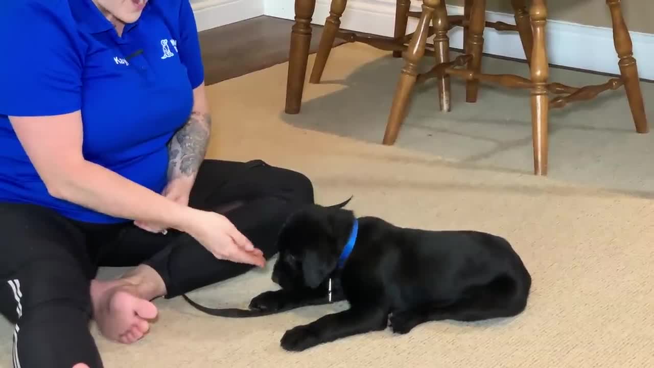 Labrador Retriever Puppy Training