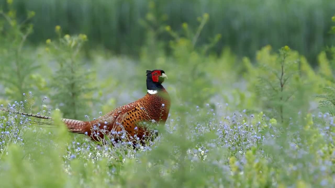 Pheasant bird