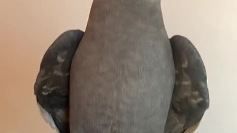 parrot