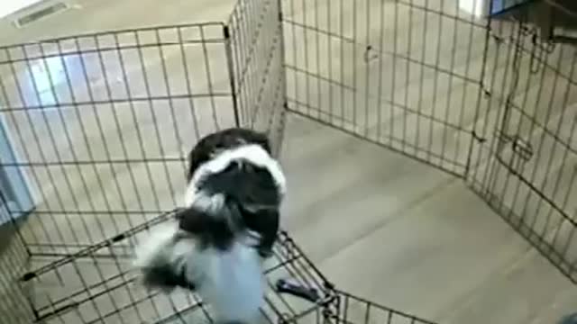 Puppy Prison Break... 😅
