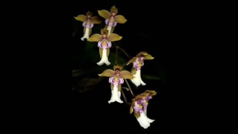 Girl shape flowers,Amazing,Beautiful Queen shape flower,looks nice Amazing Nature video