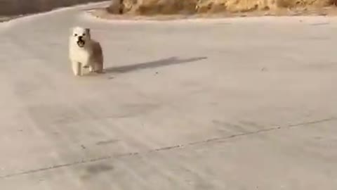 Cute And Funny Pets