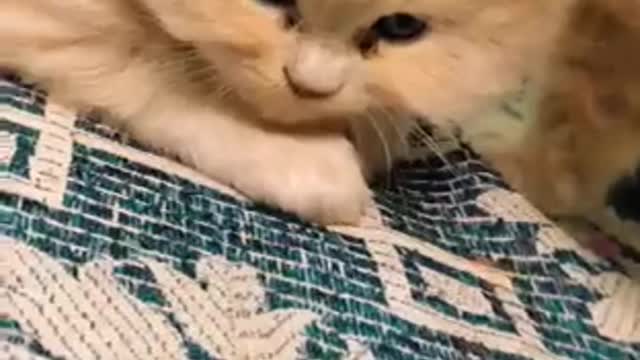Funny cat video | full comedy video #short