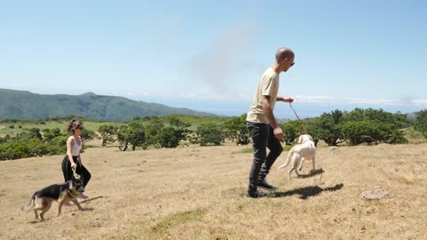 Walking the dogs in nature