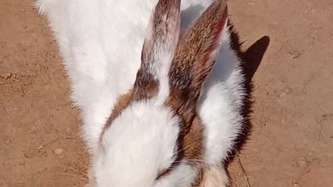 Bahut Sundar rabit