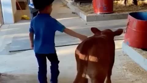 Baby cow and baby men