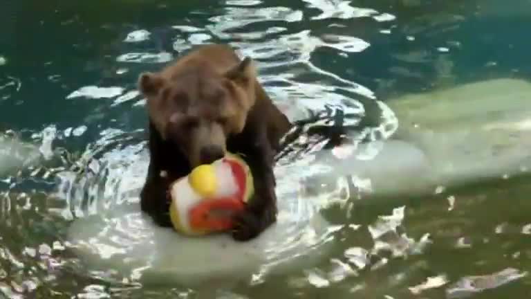 Rio zoo’s animals cool off with ice-lollies