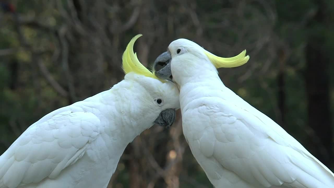 Big white birds caressing each other - With great music