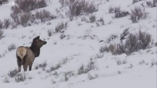 These Wolves Are Hungry for Elk | BBC Earth