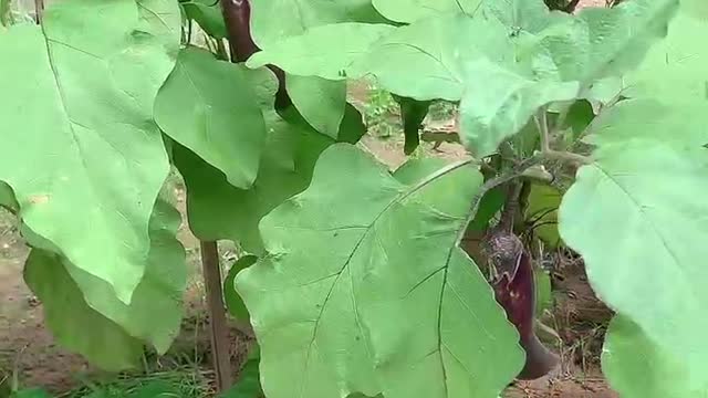 Delicious eggplants are ripe