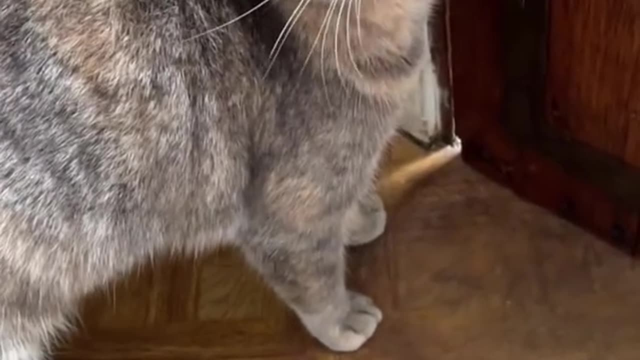 Cat turning video