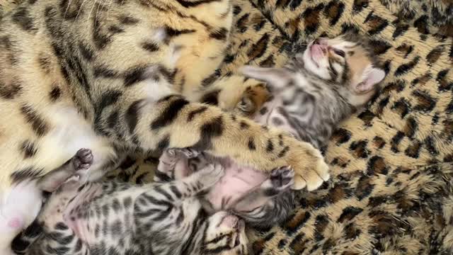 Cute Chubby Baby Bengal Kittens