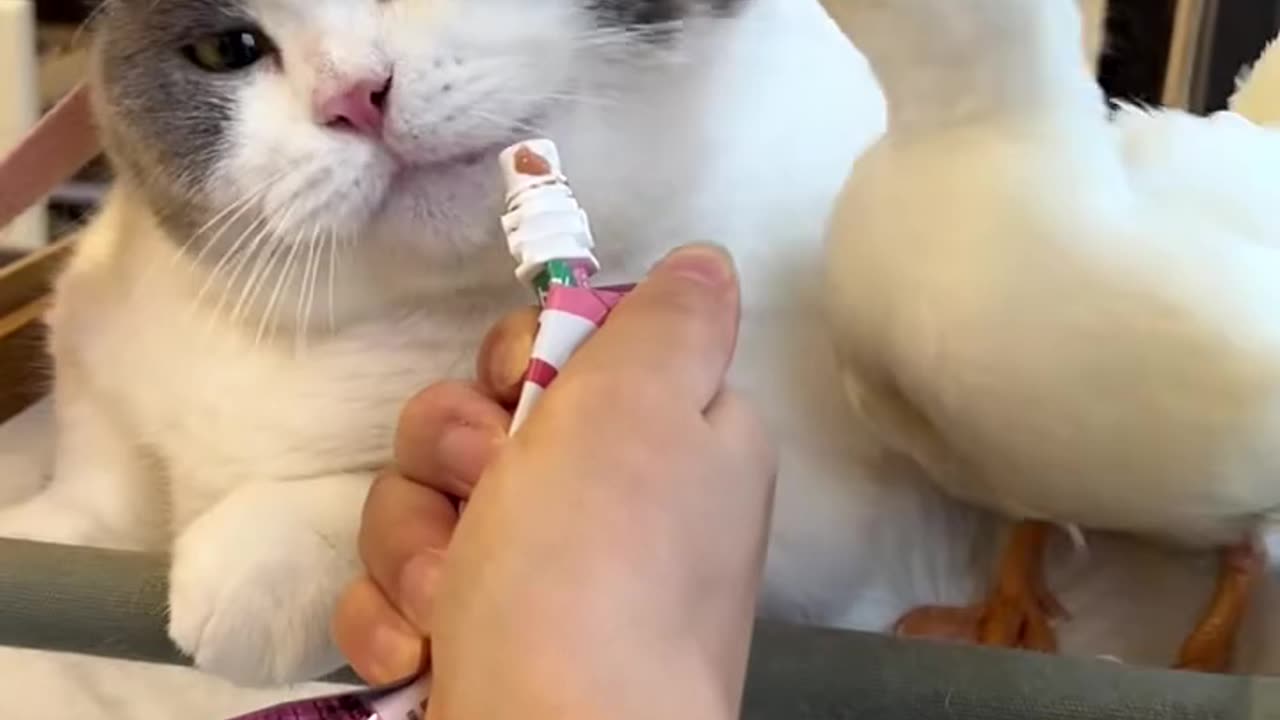 Cat Snacking With His Best Friend