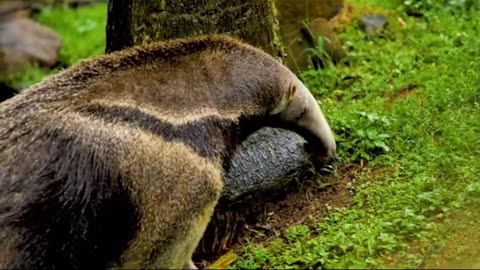 AROUND THE WORLD ANIMALS - 8K (60FPS) ULTRA HD - With Nature Sounds (Colorfully Dynamic)