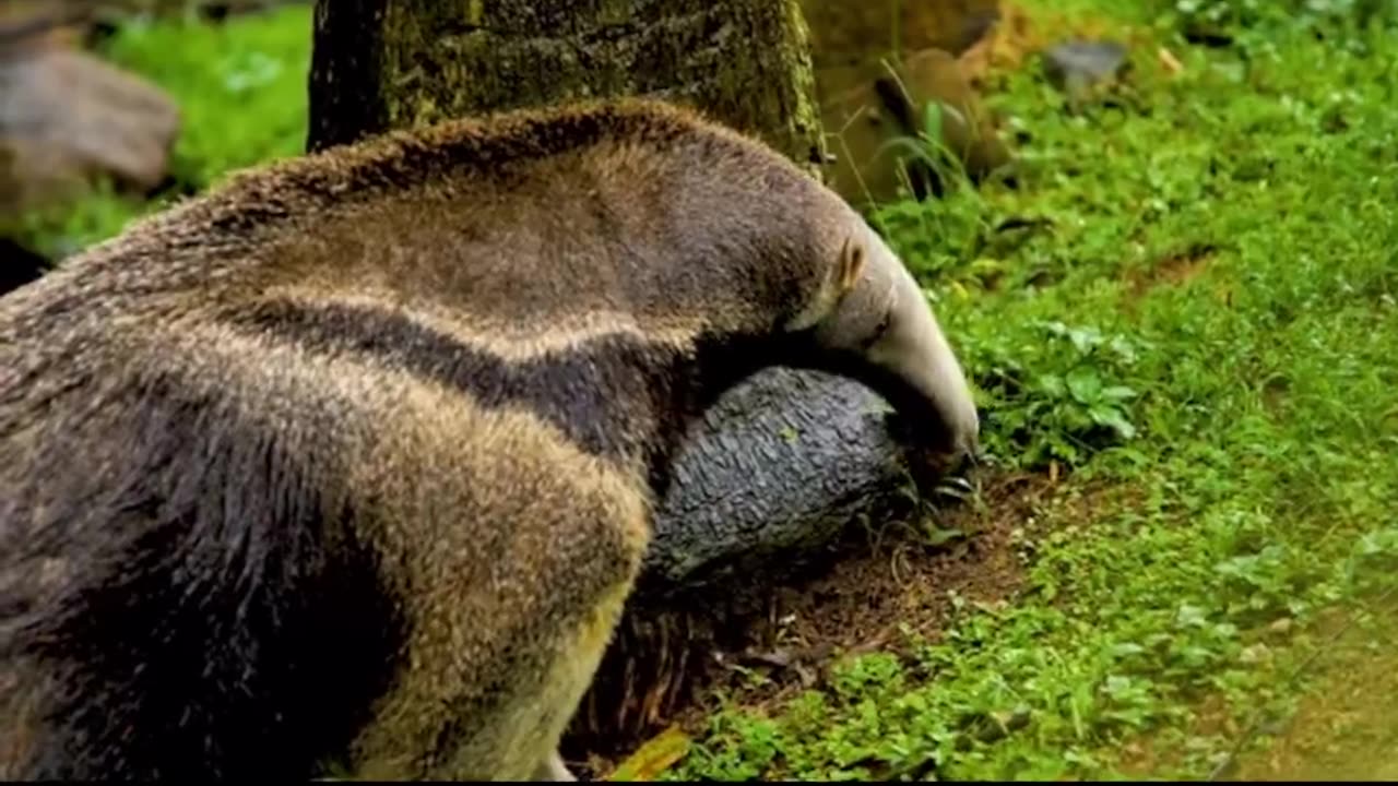 AROUND THE WORLD ANIMALS - 8K (60FPS) ULTRA HD - With Nature Sounds (Colorfully Dynamic)
