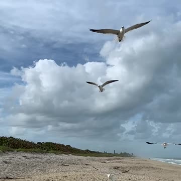 Seagulls slow motion flight