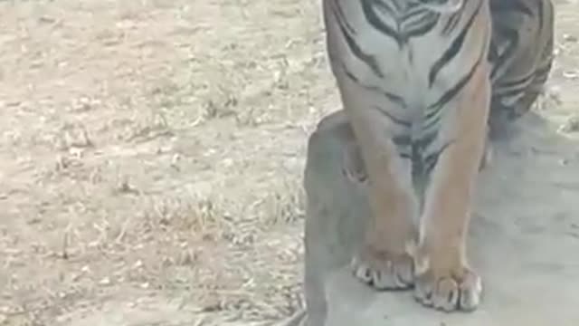 funny animals in Vietnam zoo