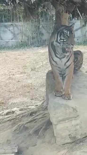 funny animals in Vietnam zoo