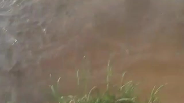 Hippo pops out while children are swimming in the river