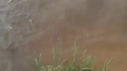 Hippo pops out while children are swimming in the river