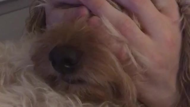 Massaging white dog head