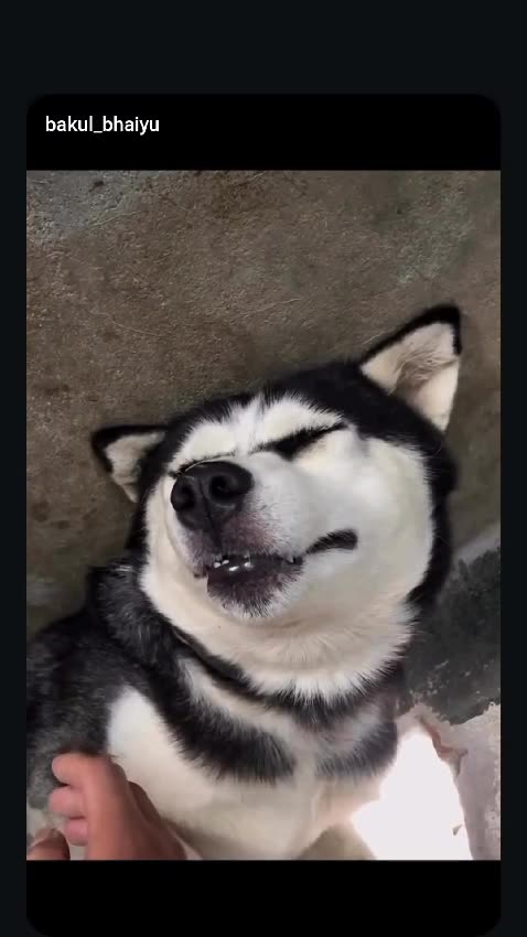 Feeding my pup some dinner... and a little extra! 😂🍷🐶