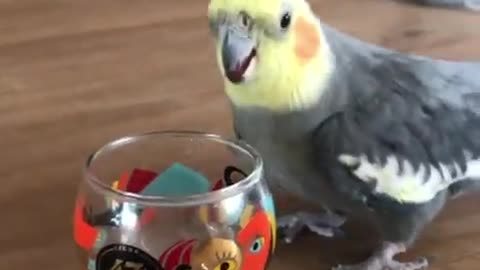 Bird Wins Bout with Glass