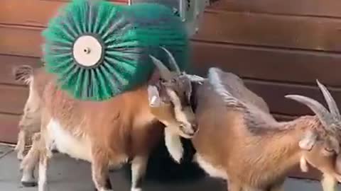 Automatic 2-brush system for goats