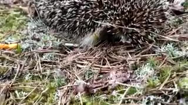 Hedgehog in the forest.