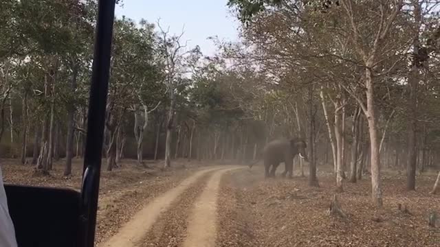 Evading an Elephant