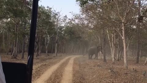 Evading an Elephant