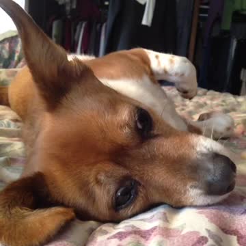 Scraps and Rags Quick Shots