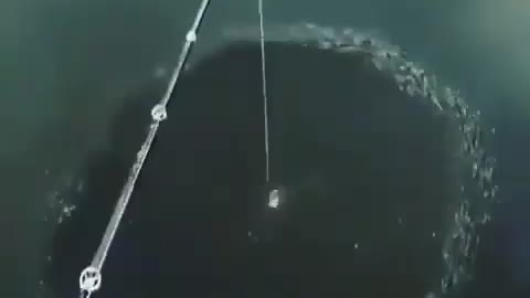 This is a beautiful and charming water-dwelling species