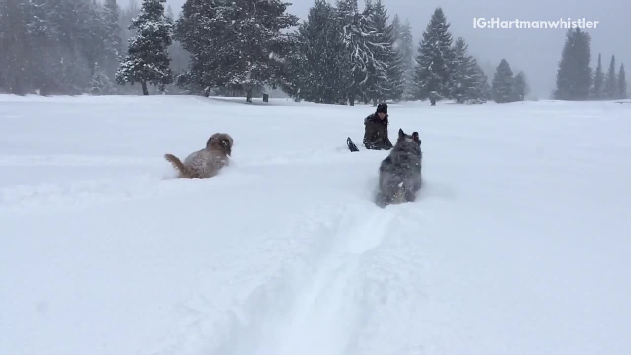 Two dogs running through snow in slow motion