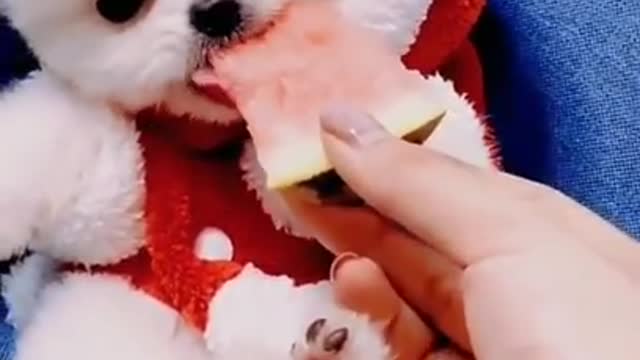 Baby dogs _ Cute and Funny Dogs Videos Compilation 2020 _ Part _9 #shorts