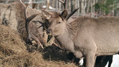 lovely deer