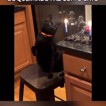 Look what the burning smell does to the cat 🐱