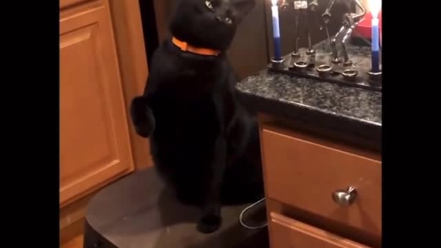 Look what the burning smell does to the cat 🐱