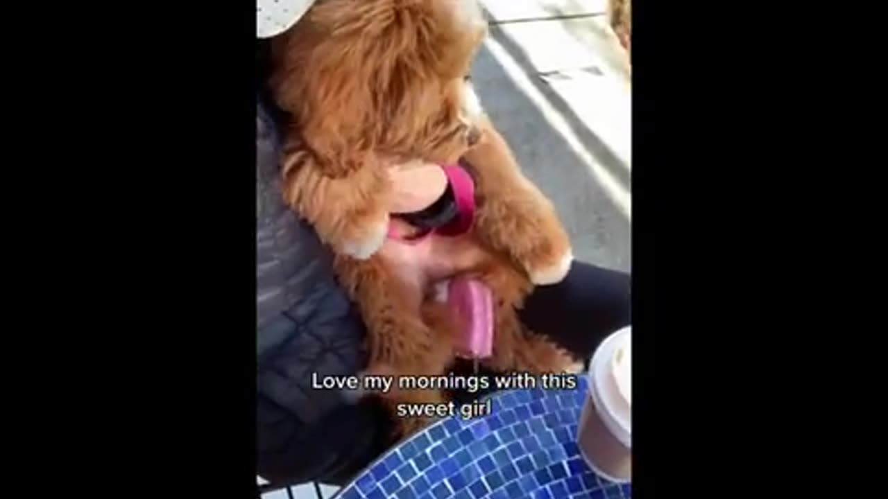 TRY NOT TO LAUGH 😆 Cute Dod Videos 😁 Funny Animals#1