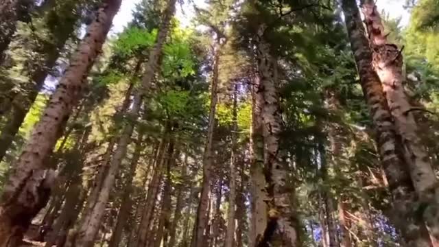 Beautiful Nature