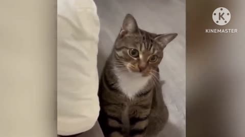 Funny cat movement