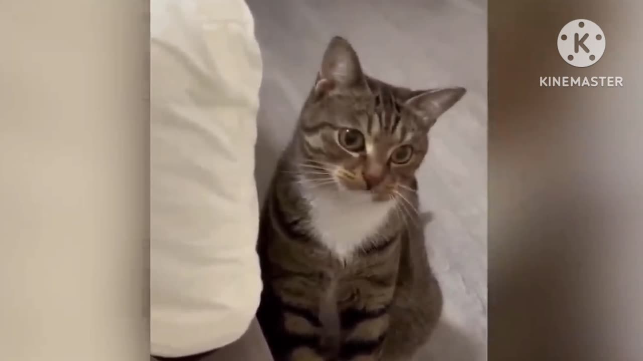 Funny cat movement