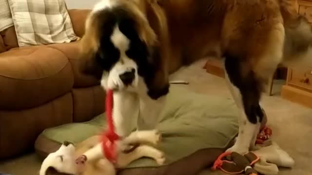 Back when the puppy arrived.