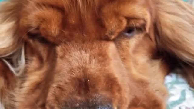 Sleeping Dog With Rocking Hairstyle 🐕