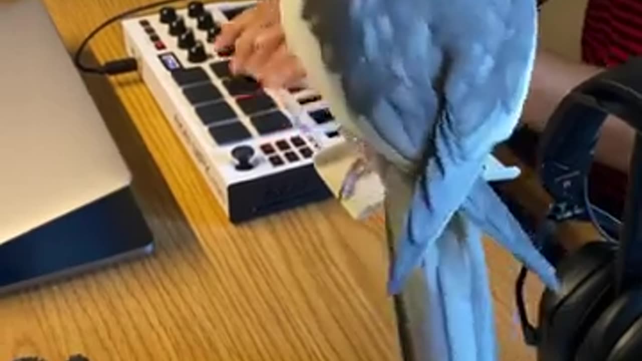 Beautiful bird...Rapping bird