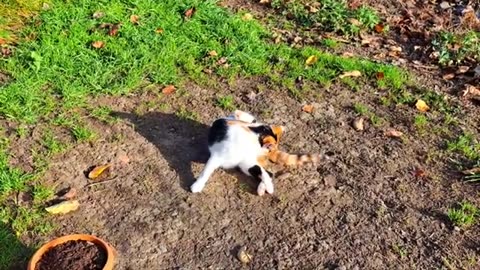 Cute cat climbing a tree. Cute kitten and cat.