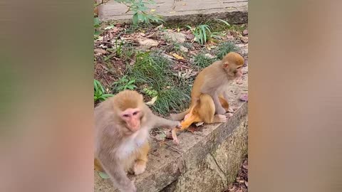 Monkey video 🐒🍼