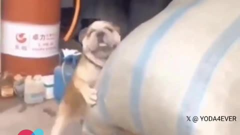 Watch: Dog Becomes a Mighty Helper Moving Heavy Loads! 🐶💪🛒❤️👏🎉