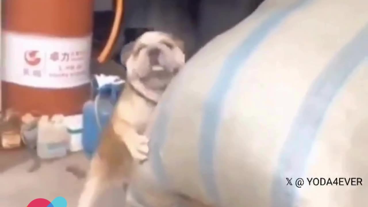 Watch: Dog Becomes a Mighty Helper Moving Heavy Loads! 🐶💪🛒❤️👏🎉